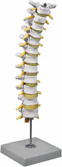 Thoracic Spinal Column